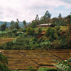 Etiopien Sidamo Suke Quto grade 1 – økologisk (grønne kaffebønner)